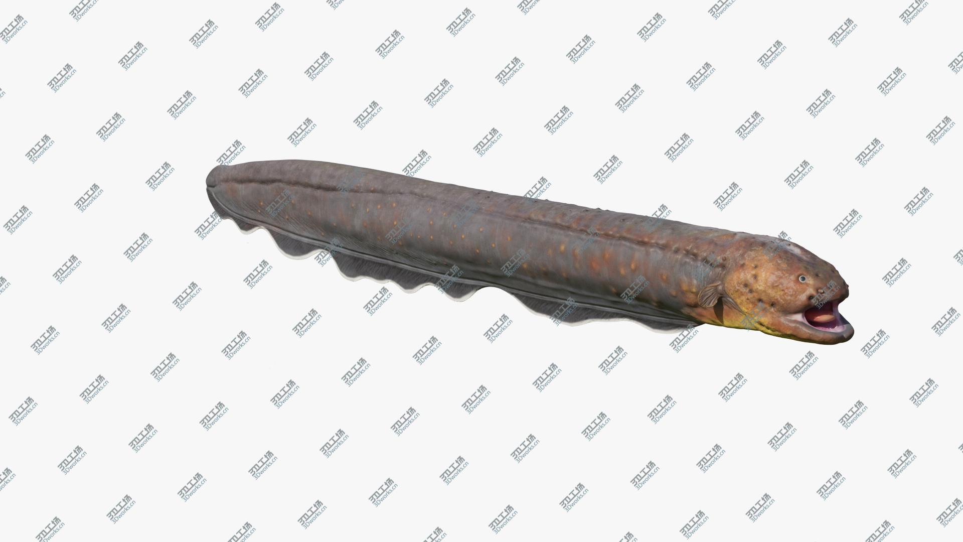 images/goods_img/2021040164/3D Electric Eel Rigged/3.jpg